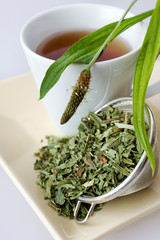 homemade remedy - herbal plantain tea (plantago lanceolata) - health care and medical treatment © Michaela Jílková