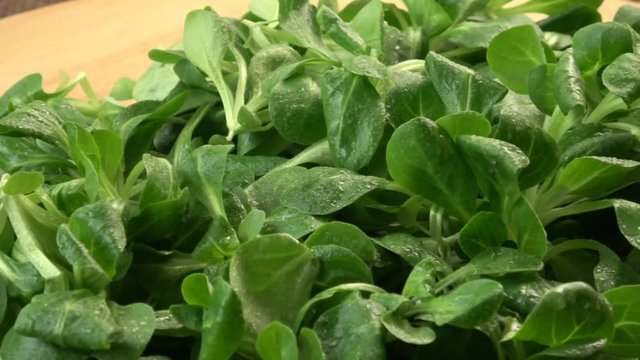 Fresh lamb lettuce corn salad on wooden table. Green lettuce leaves (Valerianella locusta) 