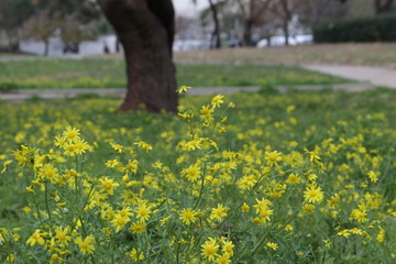 Wild yellow small flowers