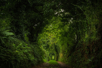 Verzauberter Pfad im Märchenwald (Irland)