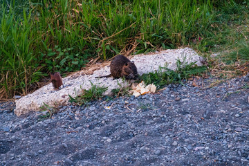 Naklejka na ściany i meble Muskrat on the shore sitting on a rock by the lake and eat bread.