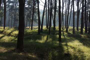Vimy Ridge woods and trenches France