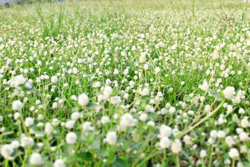 White spring grass full of spring turf