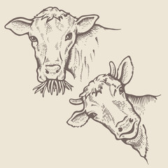 Portrait of Bulls - 190196639