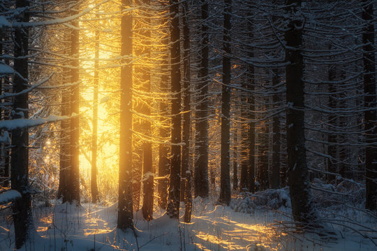 Fototapeta path in the beautiful spruce winter forest and sunlight through trees