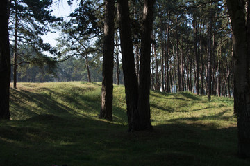 Vimy Ridge woods and trenches France