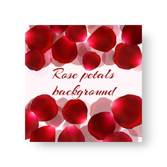 Template of a festive background in a romantic style with petals of red roses