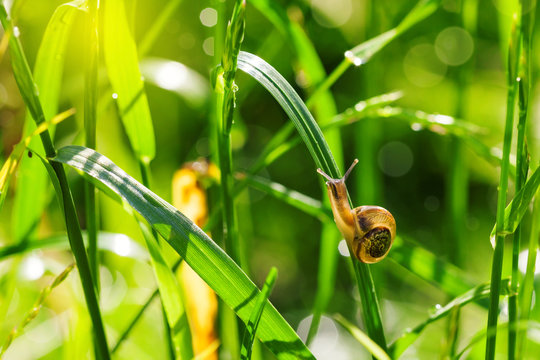 Little snail on green grass