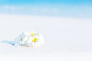 Poster Im Rahmen Weiße Plumeriablumen am tropischen Strand © photopixel