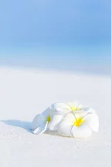 Zelfklevend Fotobehang White plumeria flowers on tropical beach © photopixel