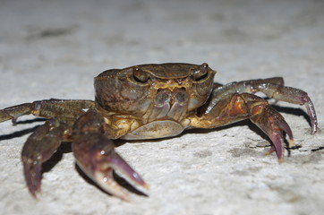 Crab looks evil