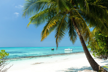 Obraz na płótnie Canvas Coconut palm trees on seaside