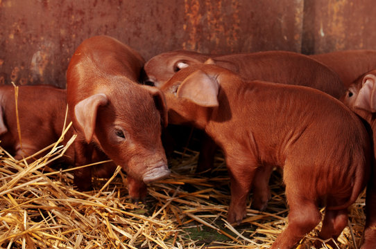 Little red piggys