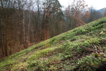 Top of extensive green living sod roof covered with vegetation mostly sedum sexangulare, also known as tasteless stonecrop seen from inside