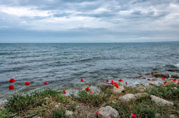 Bright red poppies flowers on the steep bank of the Sevastopol bay of the Black Sea of the Crimea.
