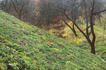Top of extensive green living sod roof covered with vegetation mostly sedum sexangulare, also known as tasteless stonecrop seen from inside