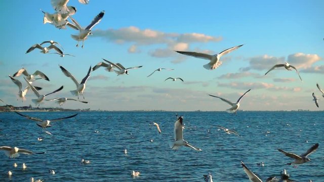 Seagulls in the sky. Slow Motion. 240 fps.