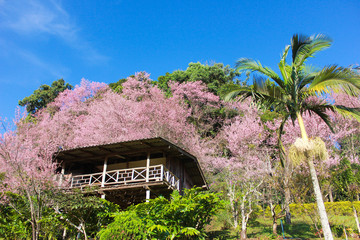 Fototapeta na wymiar chery blossom tree with house