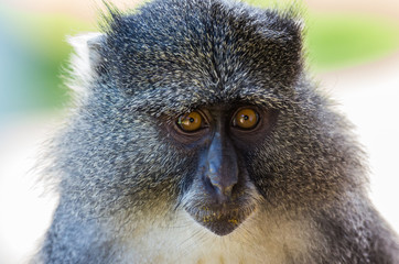 Samango monkey facial portrait from front