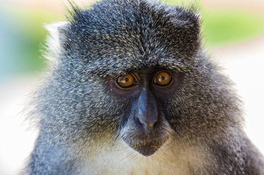 Samango monkey facial portrait from front