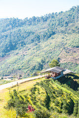 Landscape View at Tea Plantation 2000