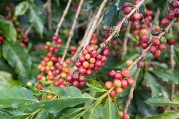 Red coffee beans on tree in the coffee farm