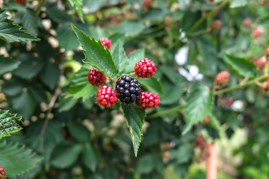 Ripe blackberry surrounded by unripe red blackberries. Shallow depth of field with copyspace.
