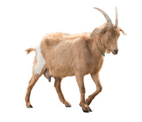 Brown goat with milk udder. In move. A series of photos. Isolated