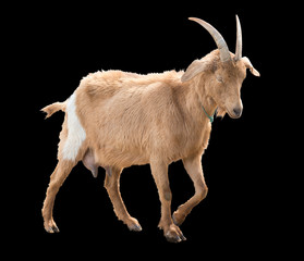 Brown goat with milk udder. In move. A series of photos. Isolated