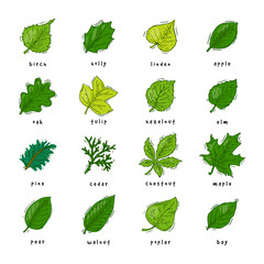 Leaf vector green leaves of trees leafed oak and leafy maple or leafing foliage illustration of leafage in spring set with leafage isolated on white background