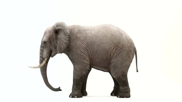 CG rendering of the standing elephant