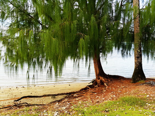 Tree on the beach