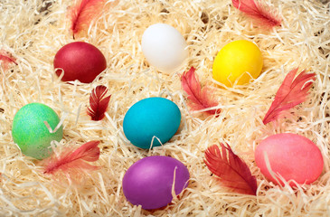 Fototapeta na wymiar Colorful easter eggs.With bordo feather.Colored chicken eggs with white feather.On hay background.Easter background. Top view