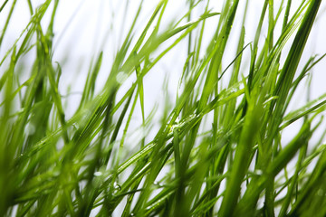 Green grass with dew water drops close-up.Spring background. Concept spring mood