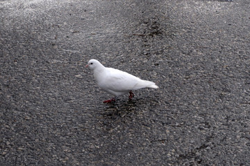 Beautiful white pigeon walking on green grass.