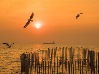 Birds are flying over the sea when sunset time.