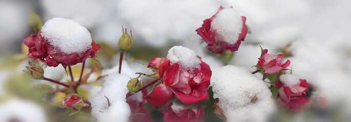 Rosen Blüten unter Schneedecke, Panorama