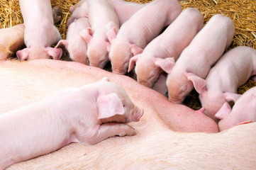 Piglets suck milk from a sow