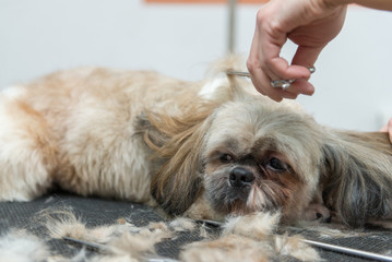 grooming dogs of Shih Tzu breed in professional salon