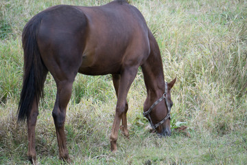 Red horse with long mane in flower field against sky .