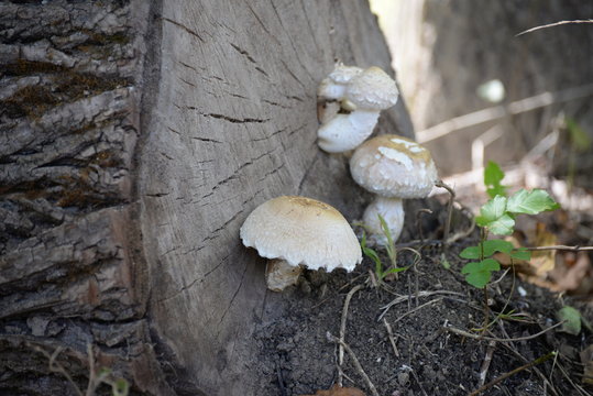 Three mushrooms grows on fallen tree. Mushrooms on stump