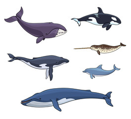 Obraz premium Ssaki morskie (walenie) - ilustracji wektorowych