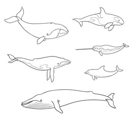 Naklejka premium Ssaki morskie (walenie) w zarysach - ilustracji wektorowych