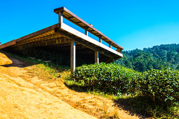 Landscape View at Tea Plantation 2000