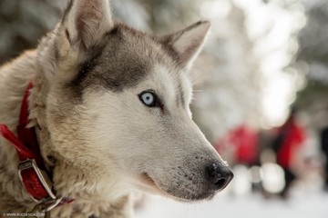 Fototapeta premium husky