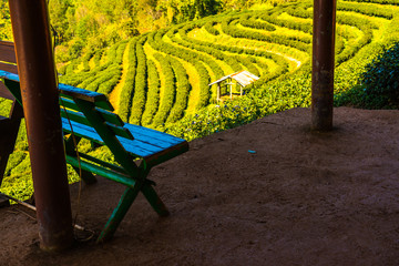 Landscape View at Tea Plantation 2000