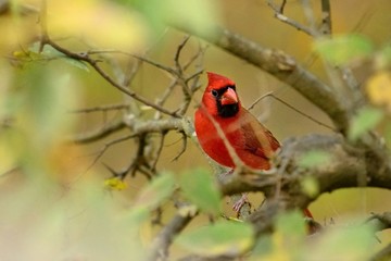Roter Kardinal