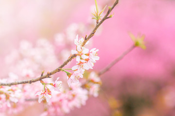 The bundle of pink cherry blossom on the branch in the garden of sunny day 