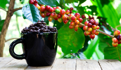 group of ripe and raw coffee berries on coffee tree branch and old wood table, cup of black coffee beans. selective focus