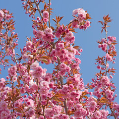 Japanische Blütenkirsche, Prunus serrulata